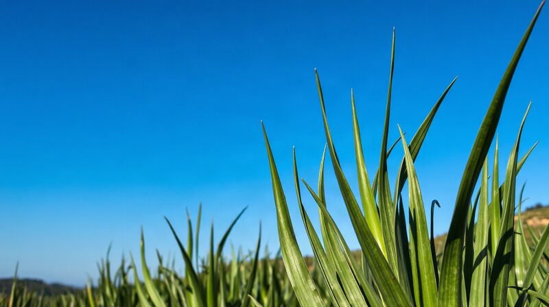 Les jeunes pousses de canne à sucre en bordure de champ, sur le plateau
